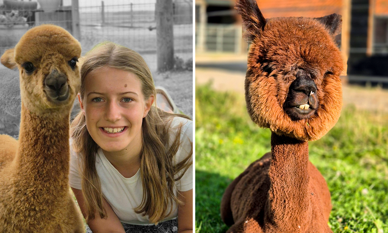 Alpaca World Friesland