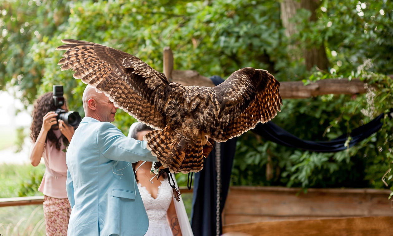 ATJ Owls
