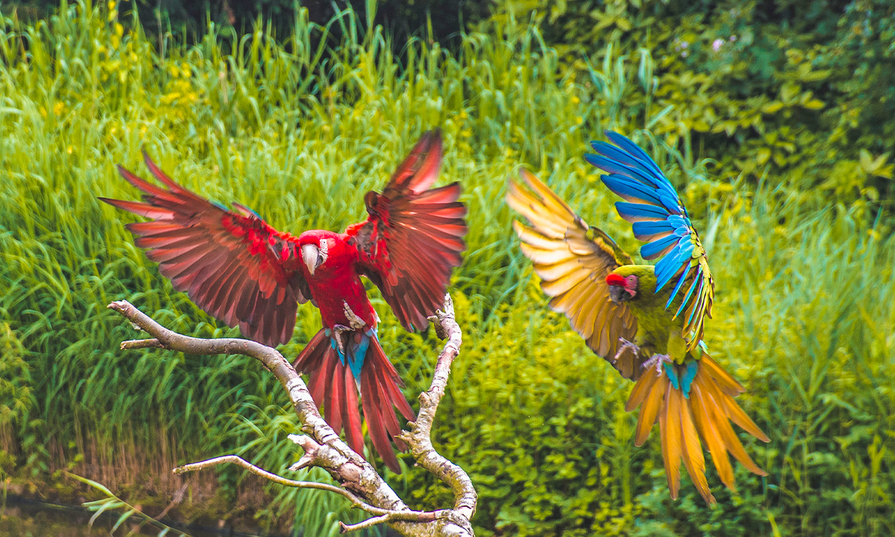 Avifauna