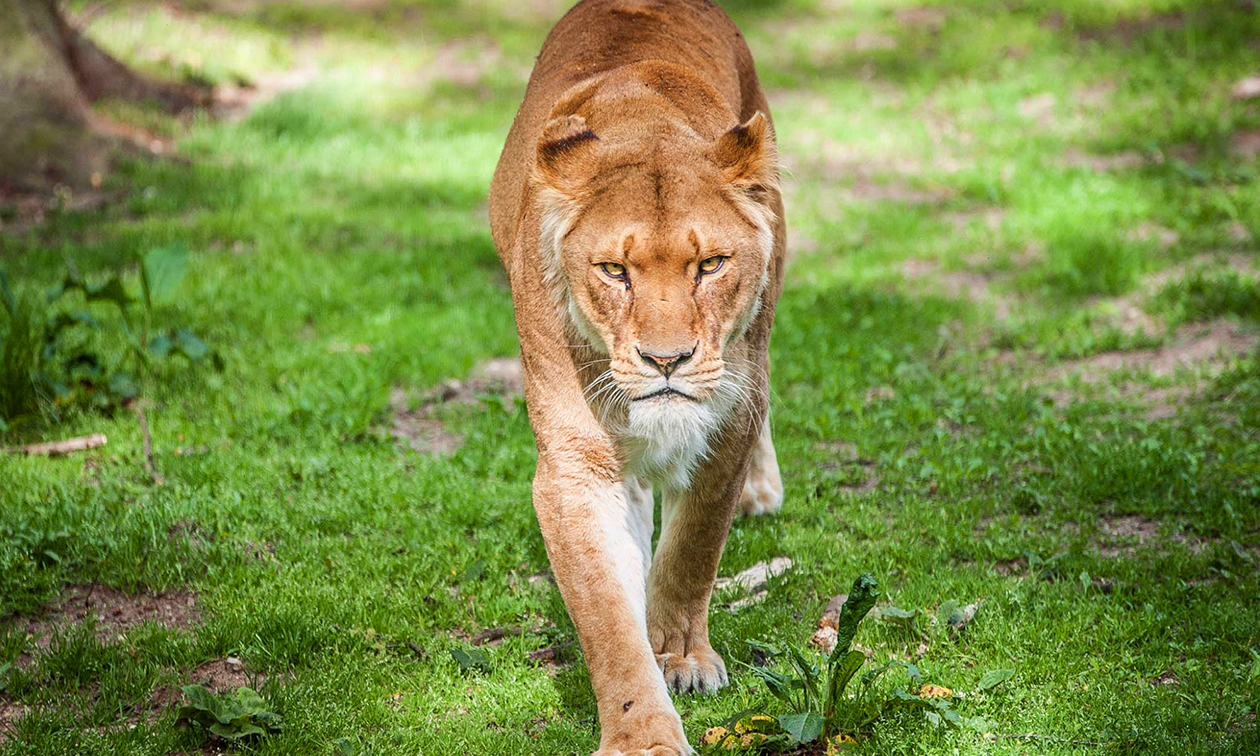 Burgers´ Zoo