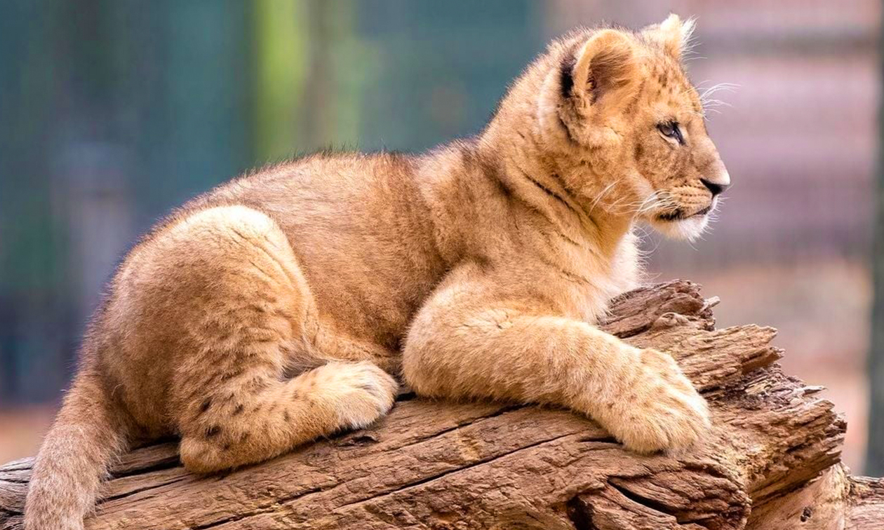 Burgers´ Zoo