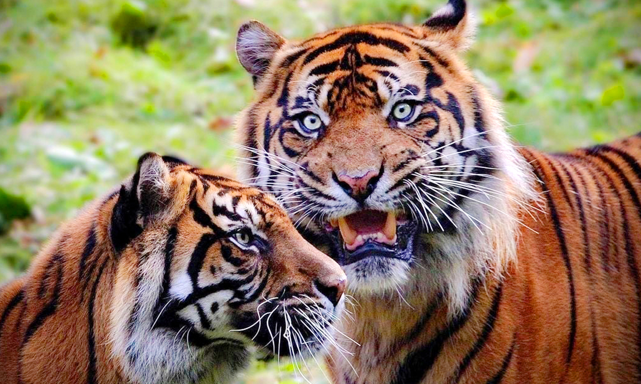 Burgers´ Zoo