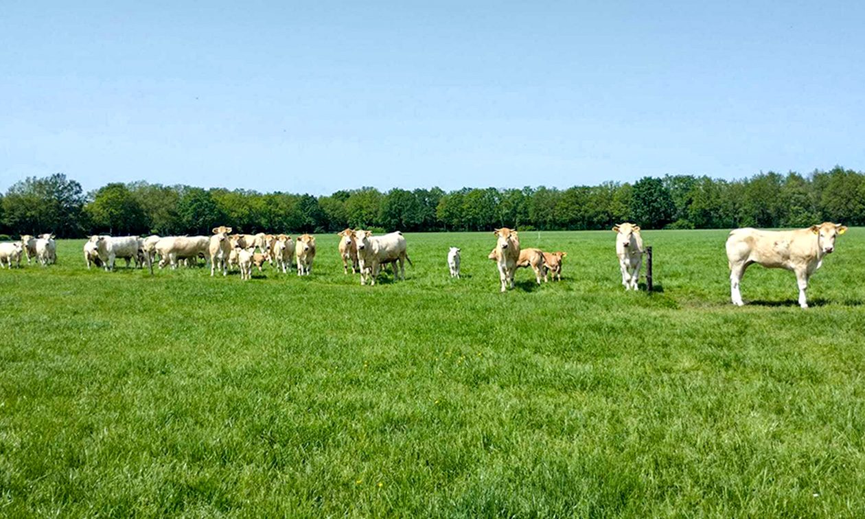 De Dennemaat