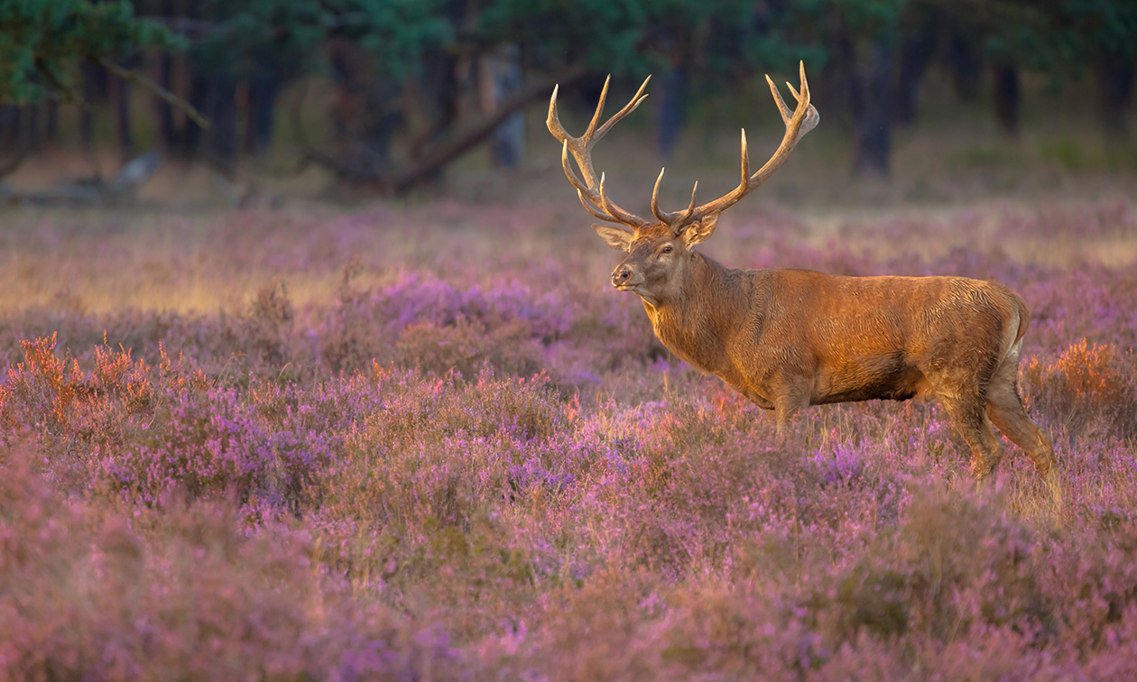 De Hoeve van Nunspeet
