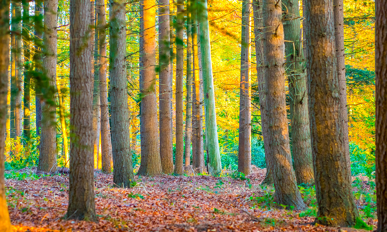 Dolce by Wyndham La Hulpe Brussels