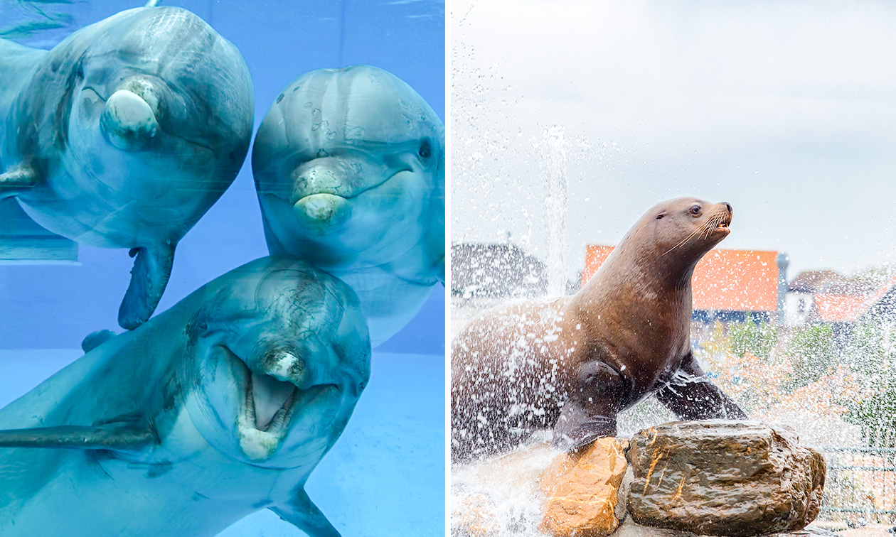 Dolfinarium