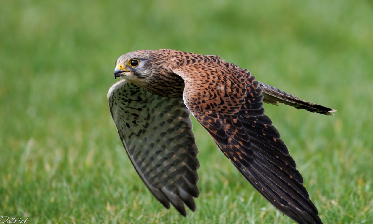 Falconcrest