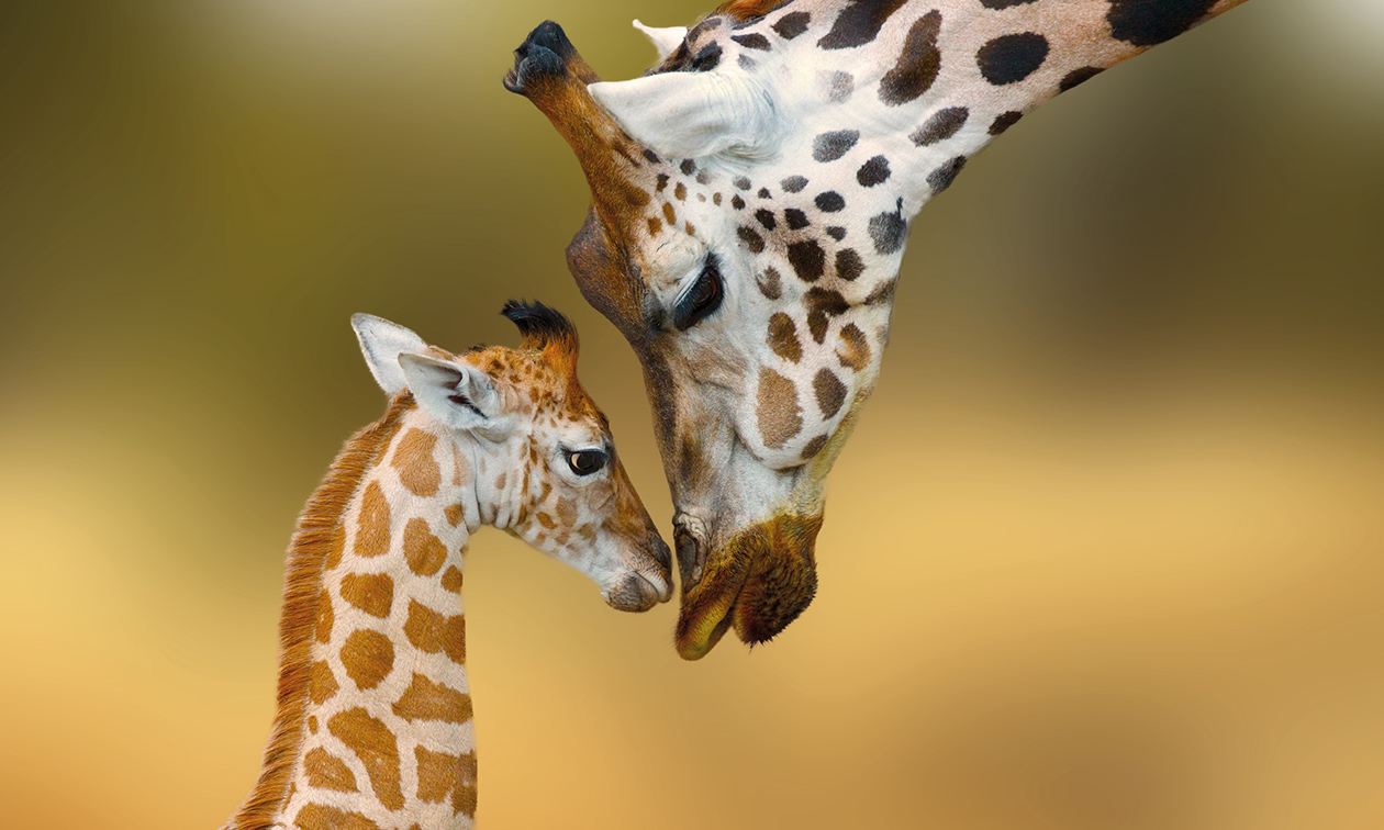 GaiaZOO