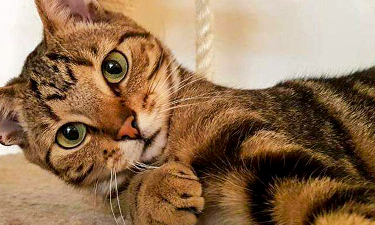Kattencafé Op z'n Kop