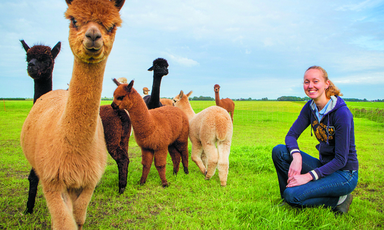 Kitalpha Alpaca´s