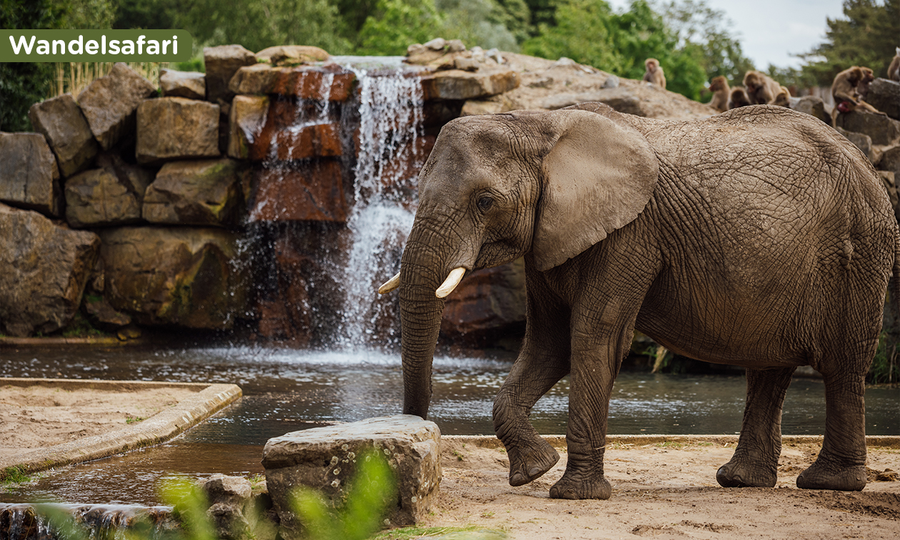 Lake Resort Beekse Bergen