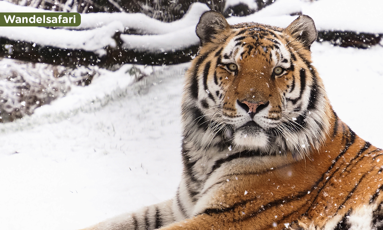 Lake Resort Beekse Bergen