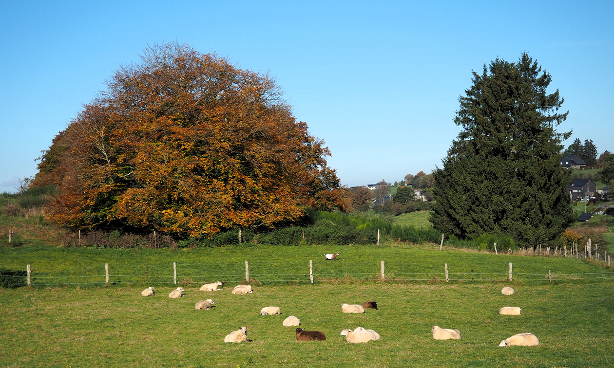 Les Cocons d'Ardenne