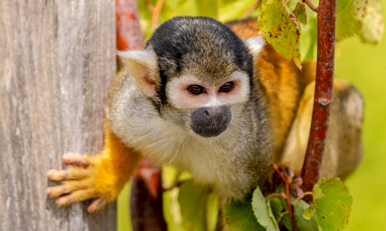 Lumigny Safari Reserve