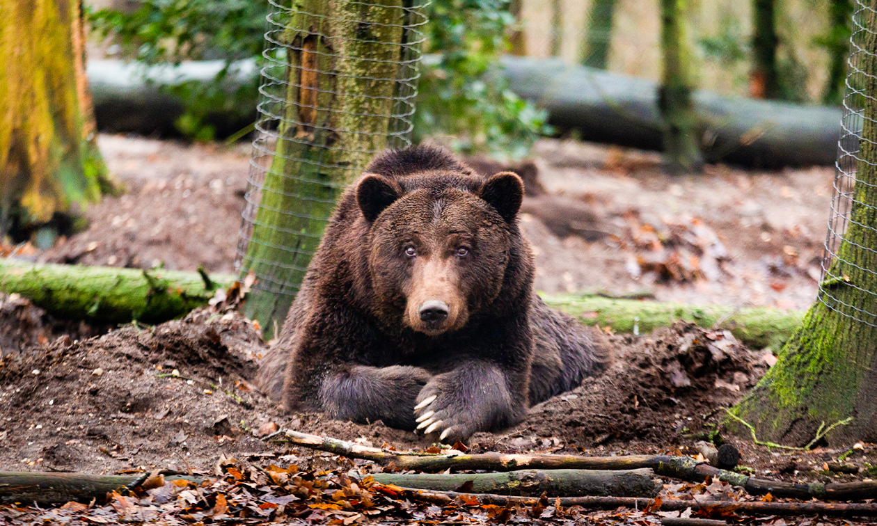 Ouwehands Dierenpark Rhenen