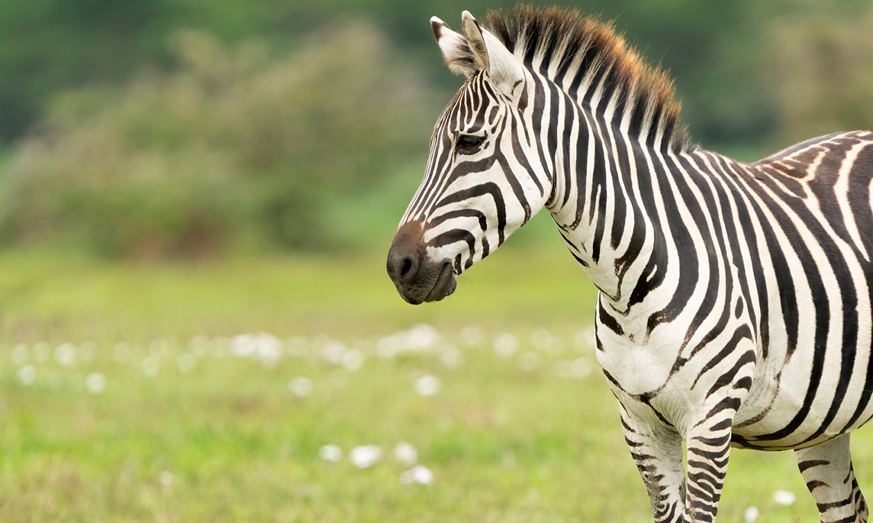 Papegaaienpark Zoo Veldhoven