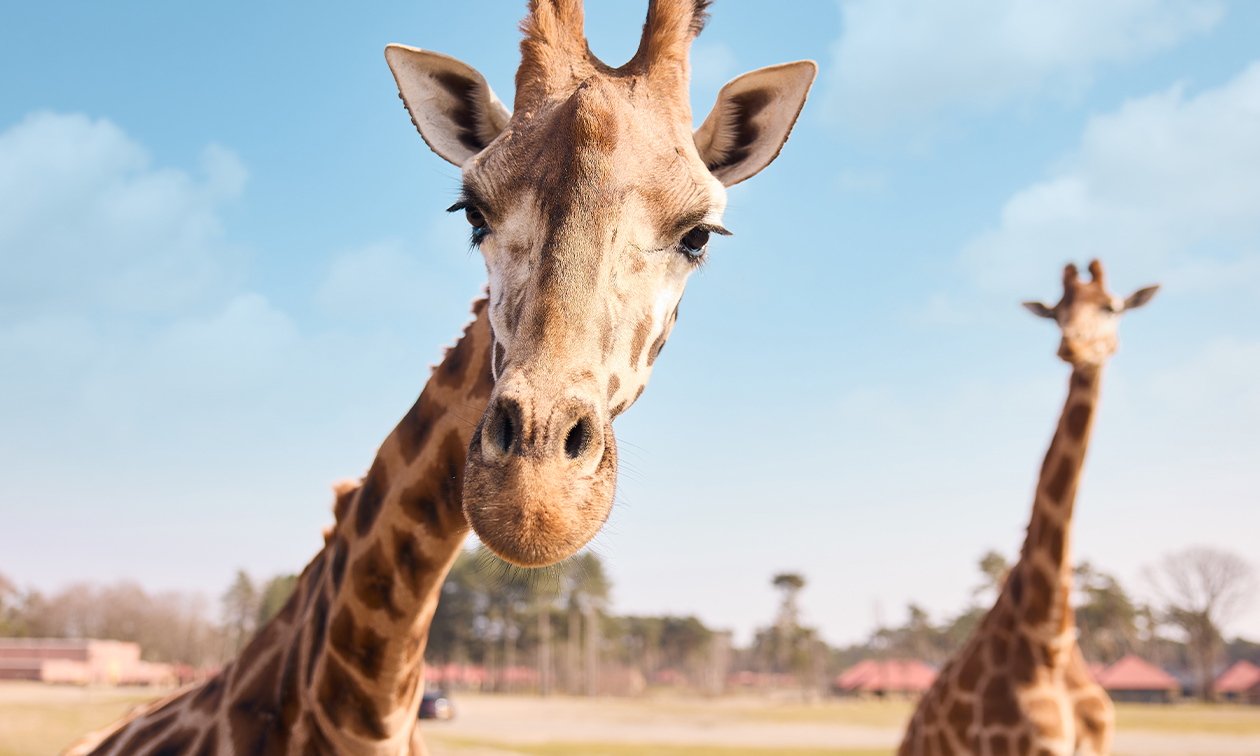 Safaripark Beekse Bergen