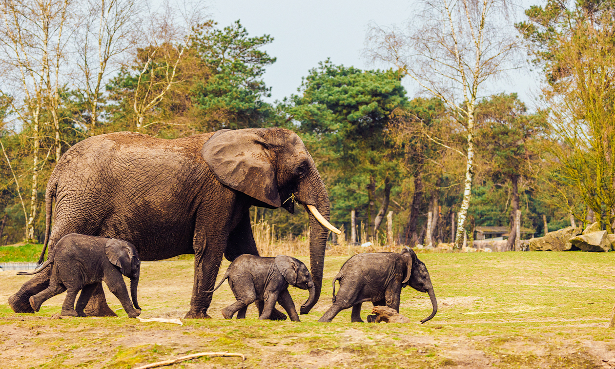 Safaripark Beekse Bergen