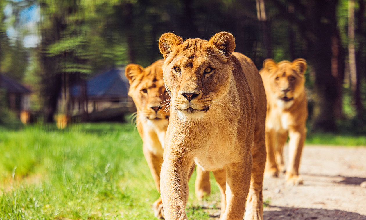 Safaripark Beekse Bergen