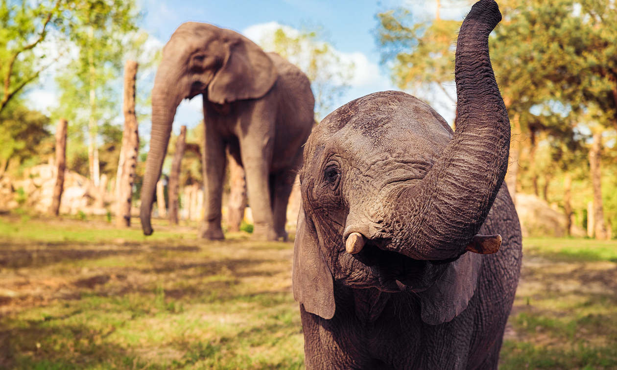 Safaripark Beekse Bergen