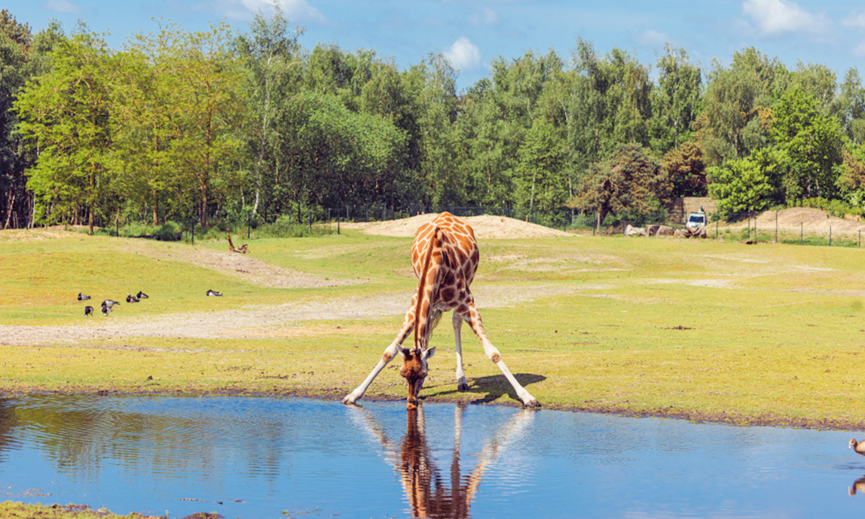 Safaripark Beekse Bergen