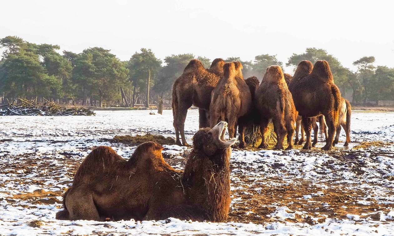 Safaripark Beekse Bergen