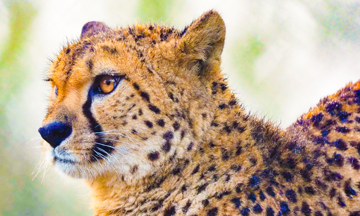 Safaripark Beekse Bergen