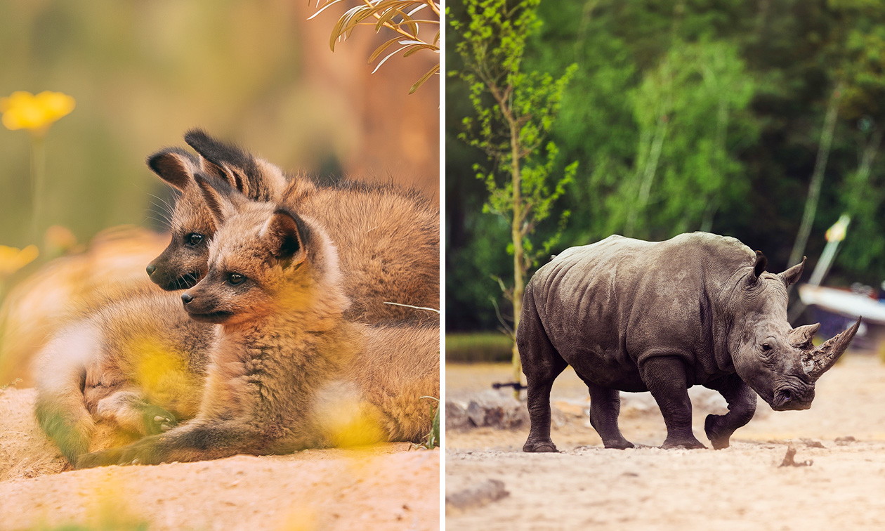 Safaripark Beekse Bergen