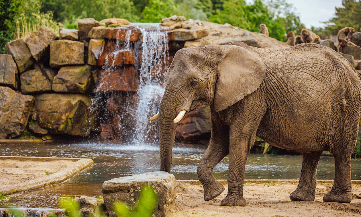 Safaripark Beekse Bergen