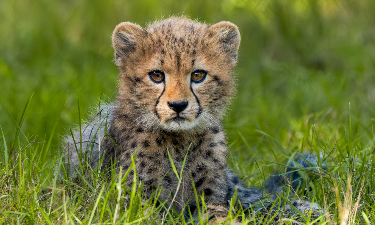 Safaripark Beekse Bergen