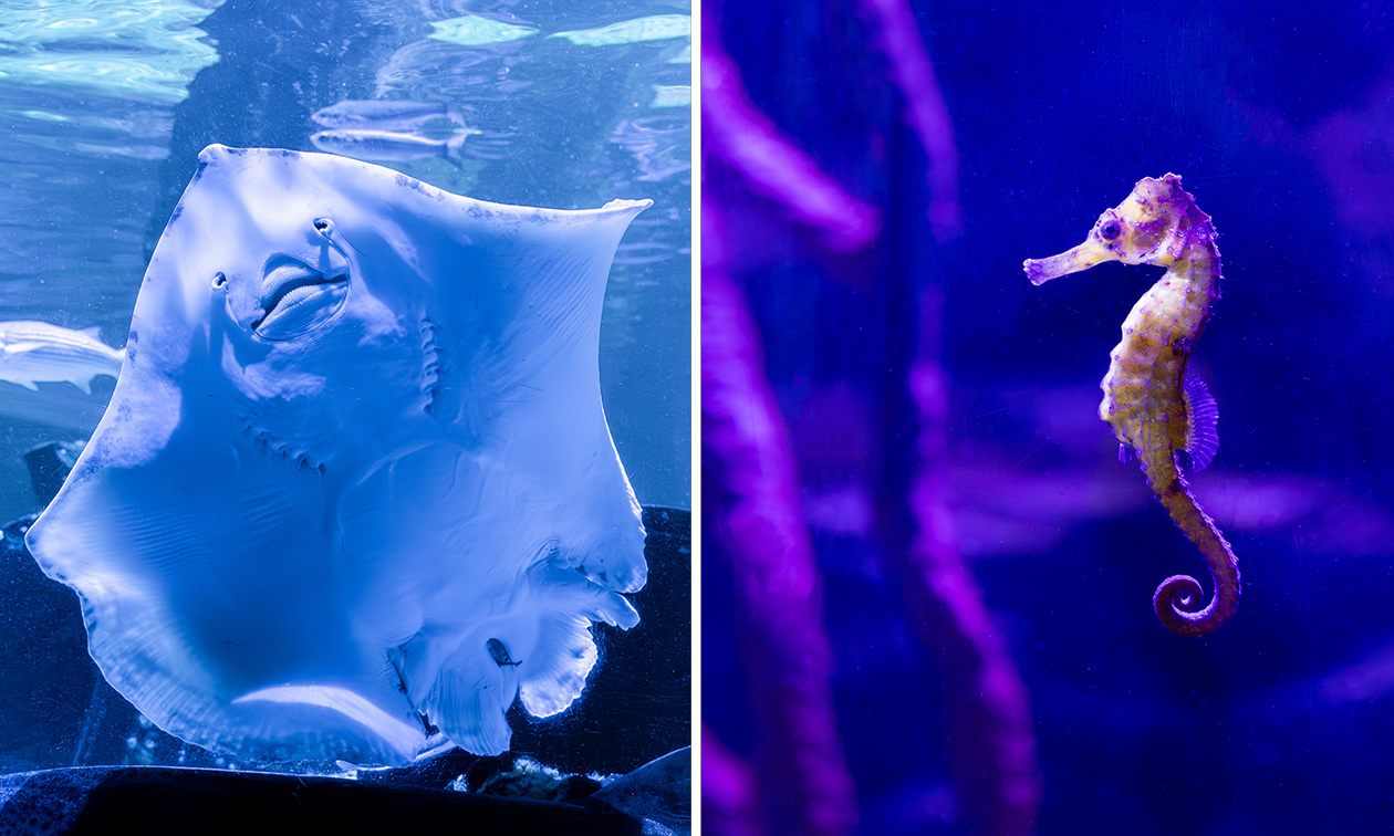 SEA LIFE Blankenberge