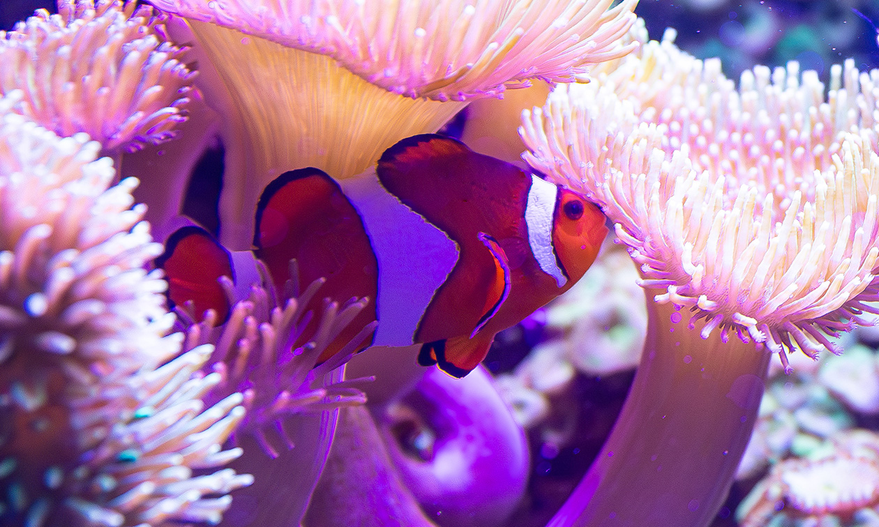 SEA LIFE Blankenberge