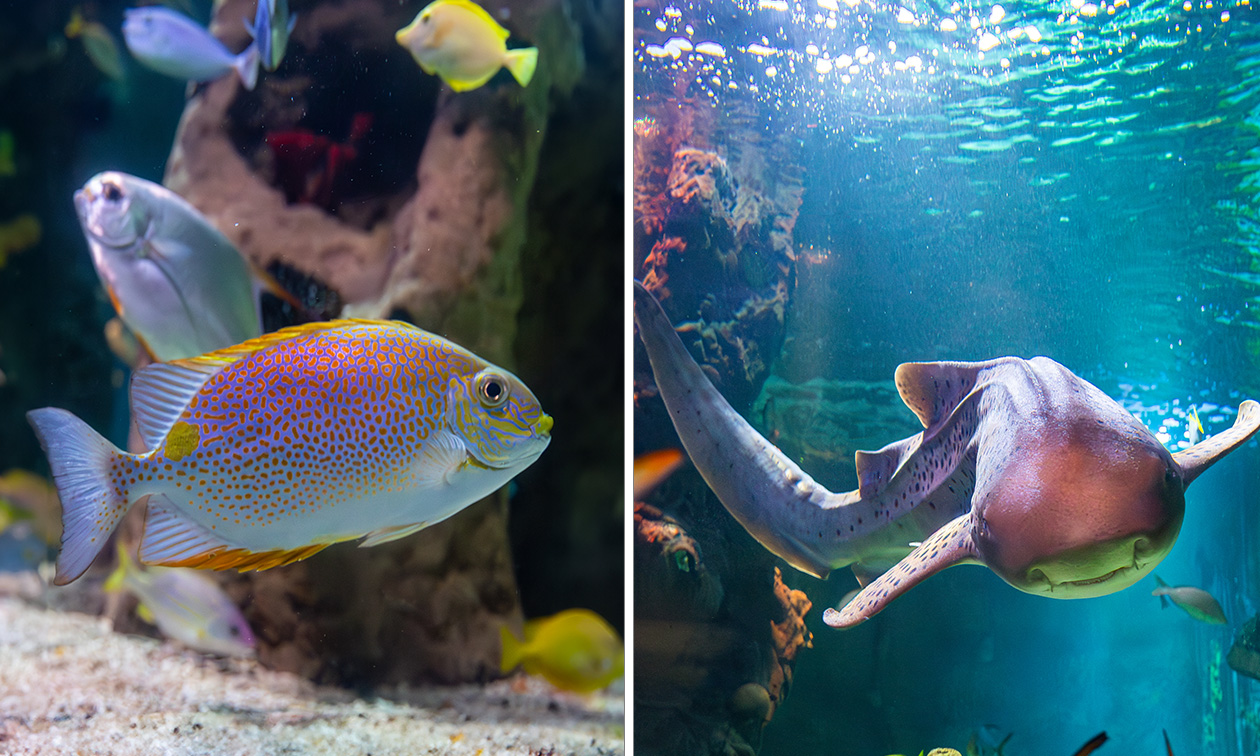 SEA LIFE Blankenberge