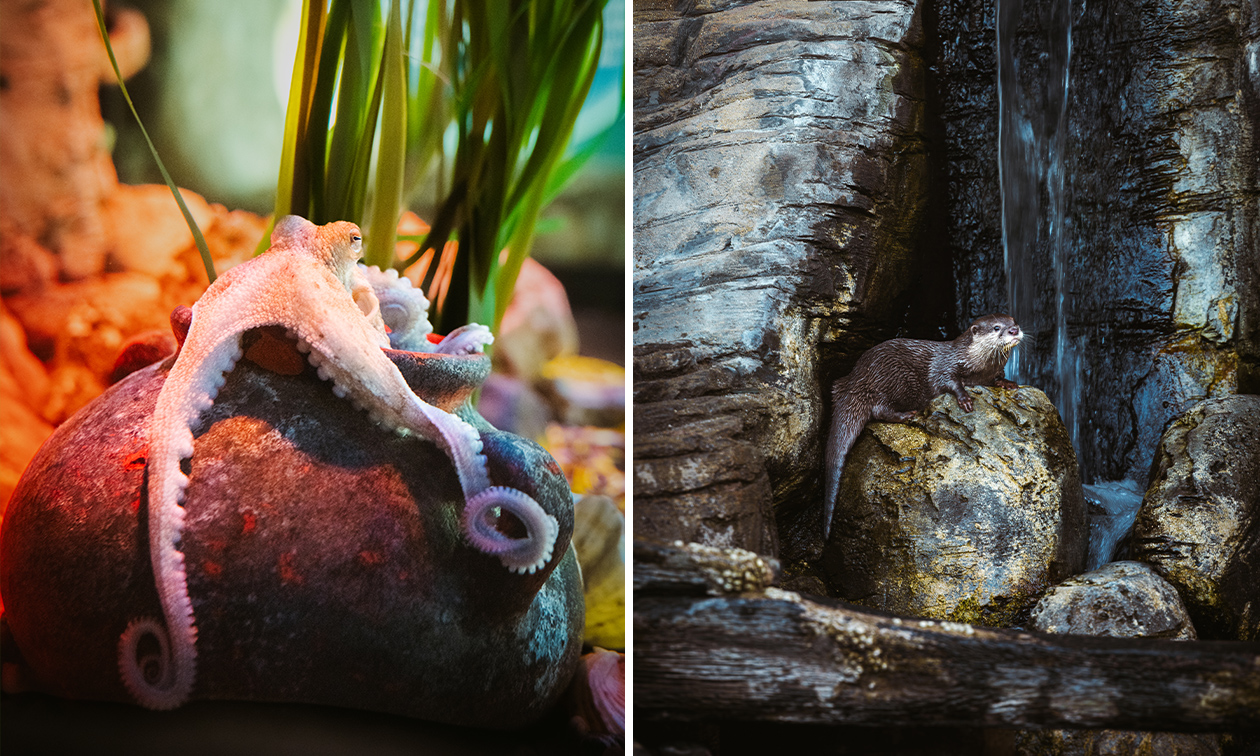 SEA LIFE Scheveningen