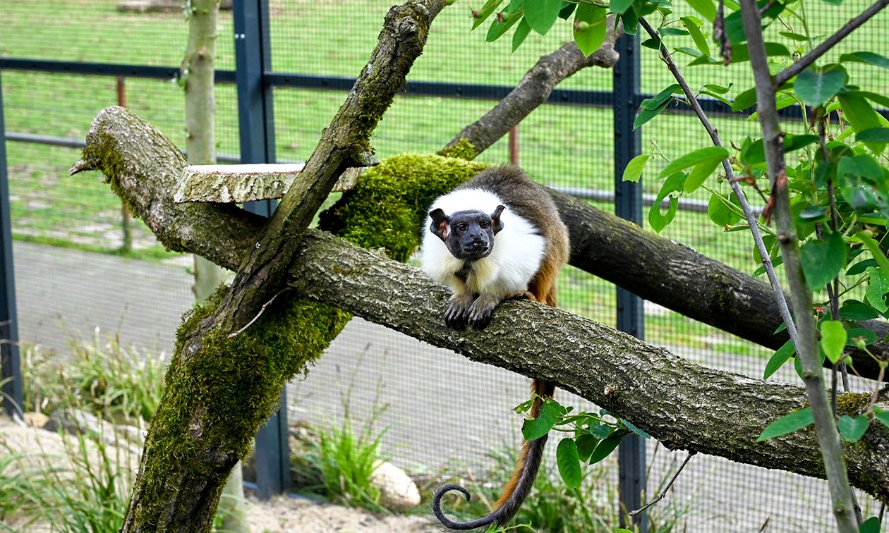 Tiergarten Kleve