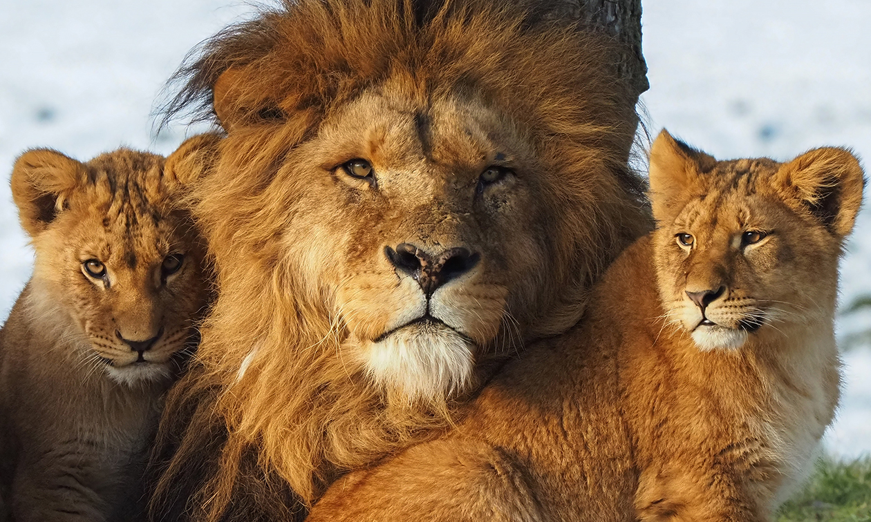 Vakantiepark Dierenbos