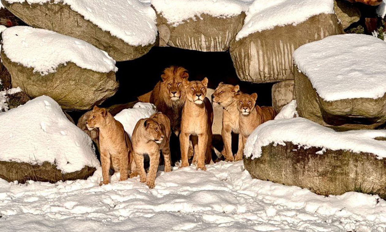 WILDLANDS Adventure Zoo Emmen