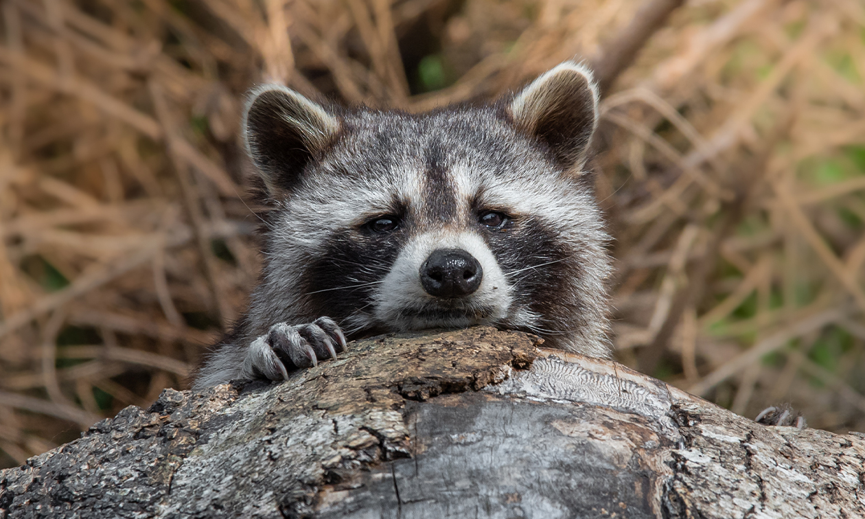 WILDLANDS Adventure Zoo Emmen