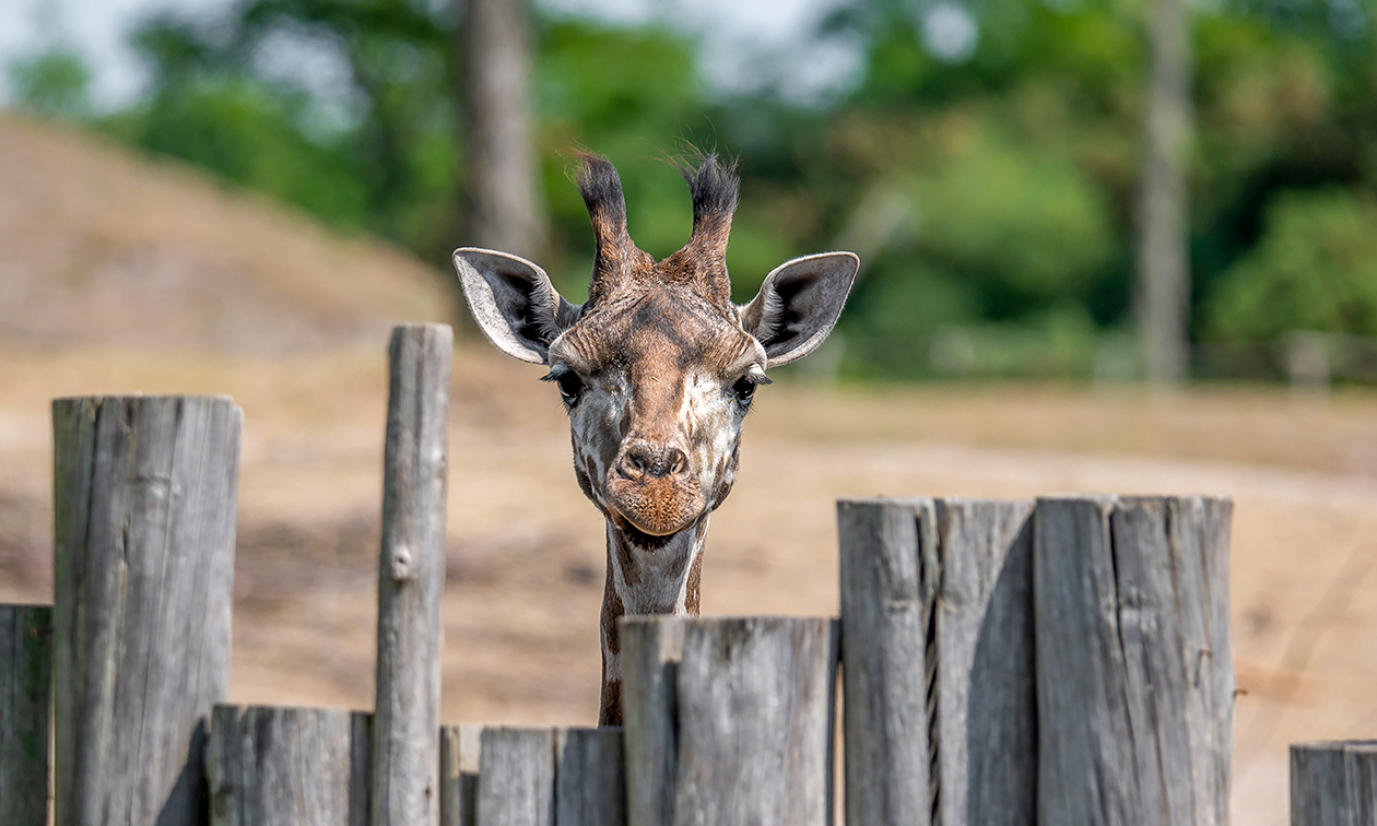 WILDLANDS Adventure Zoo Emmen