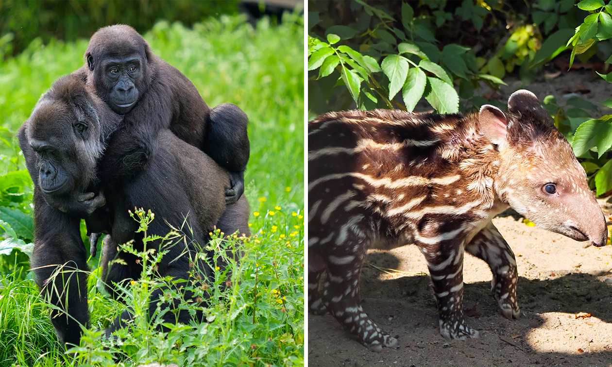 Zoo Krefeld