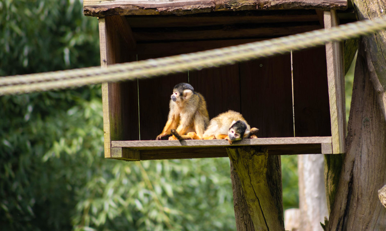 ZooParc Overloon