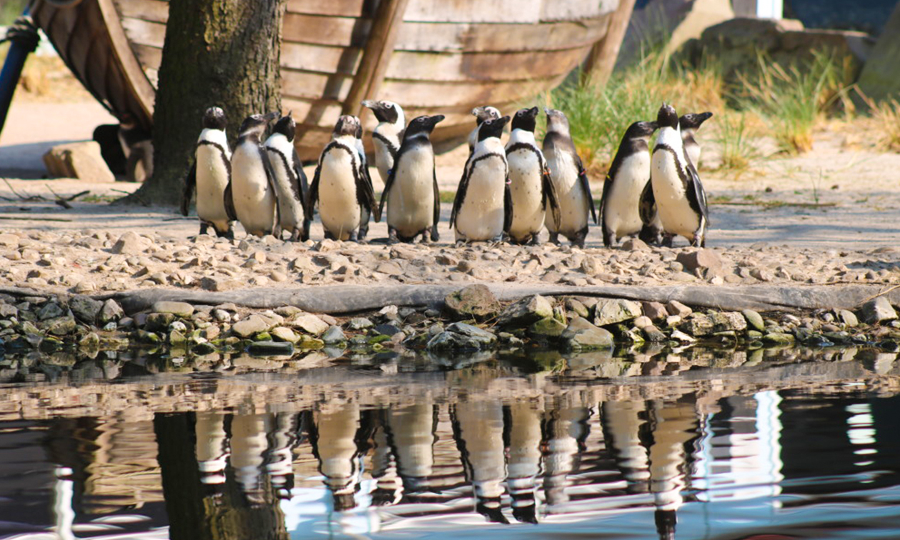 ZooParc Overloon