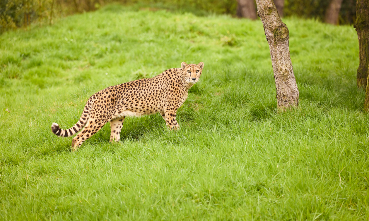 ZooParc Overloon