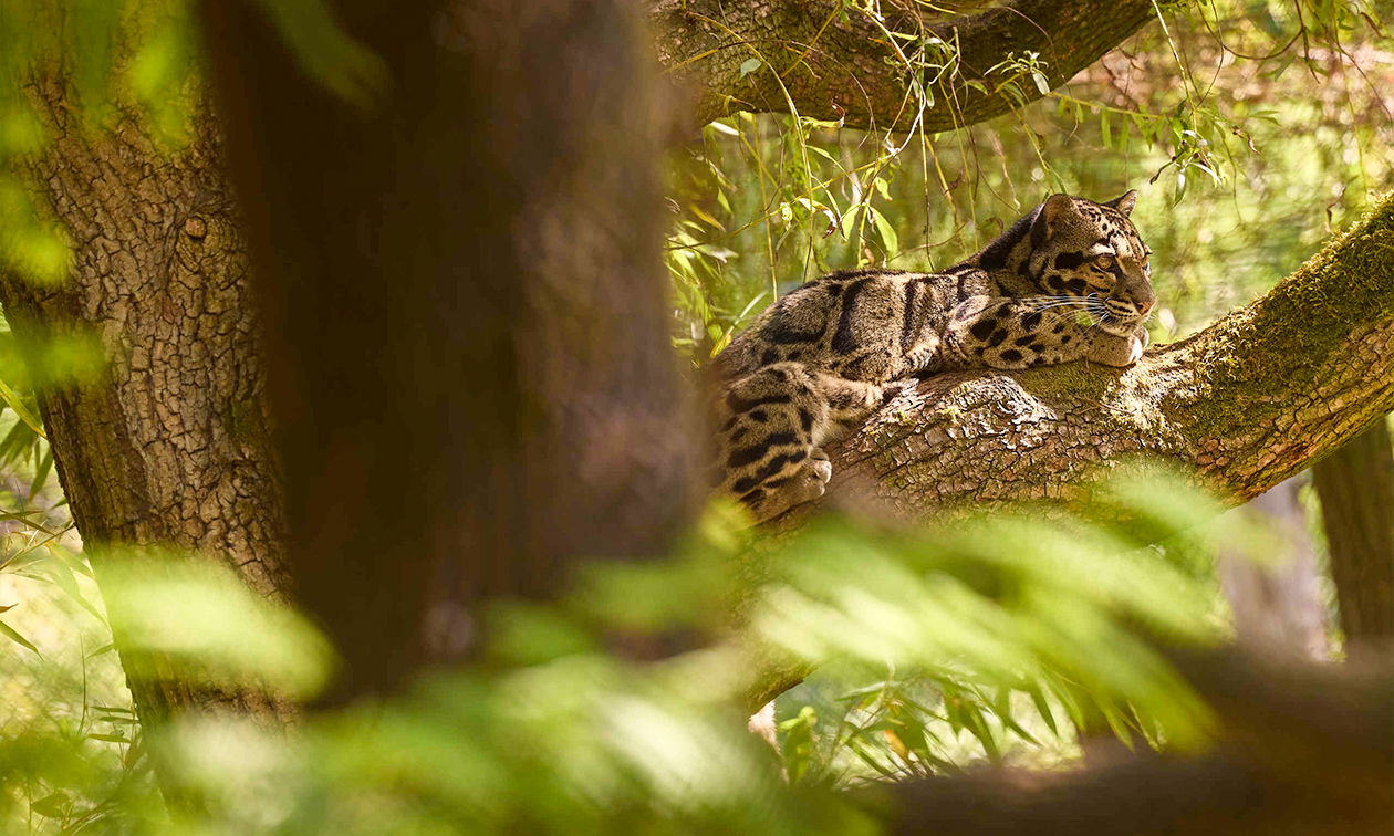 ZooParc Overloon