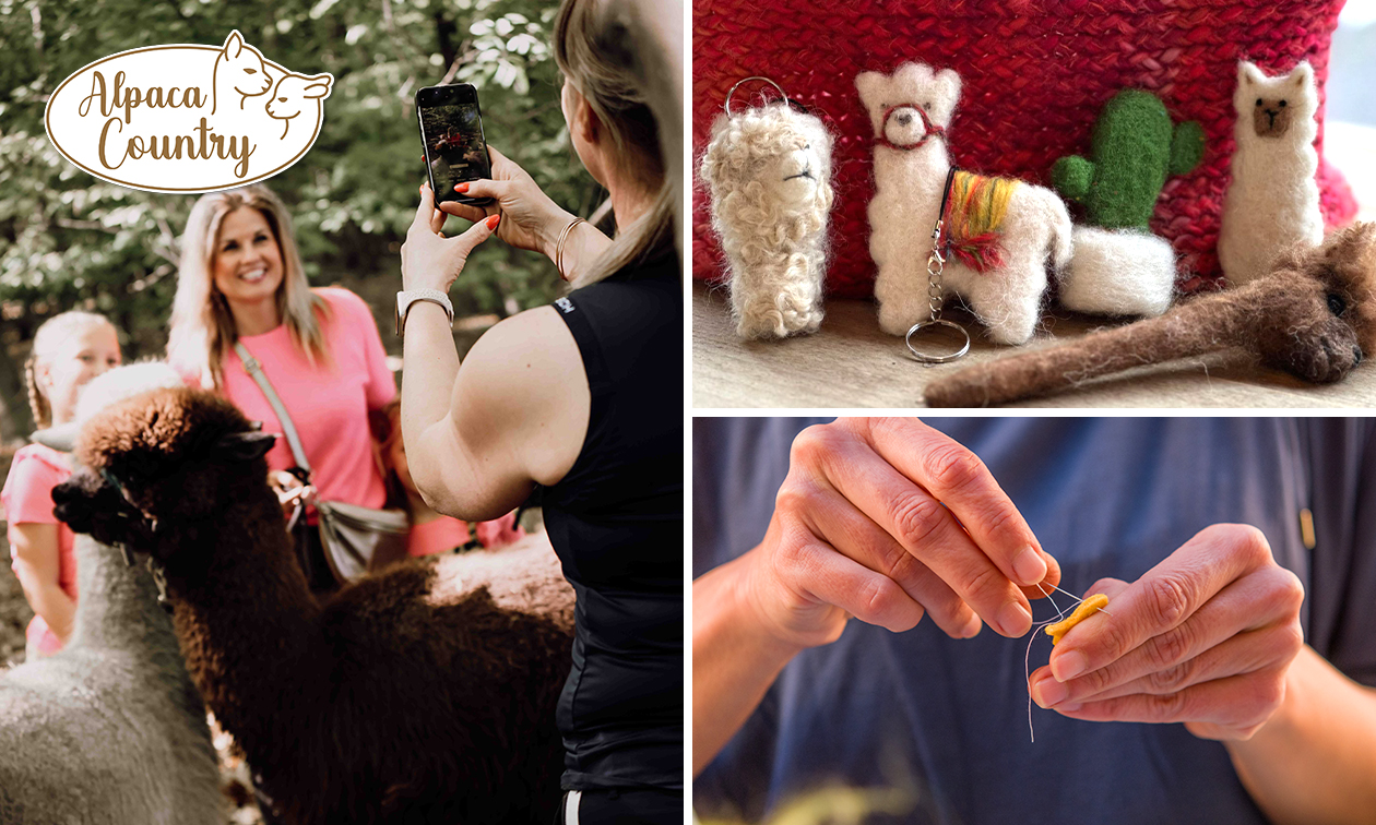 Creatieve workshop naaldvilten met alpacawol (2,5 uur) + meet & feed + meer Creatieve workshop naaldvilten met alpacawol (2,5 uur) + meet & feed + meer