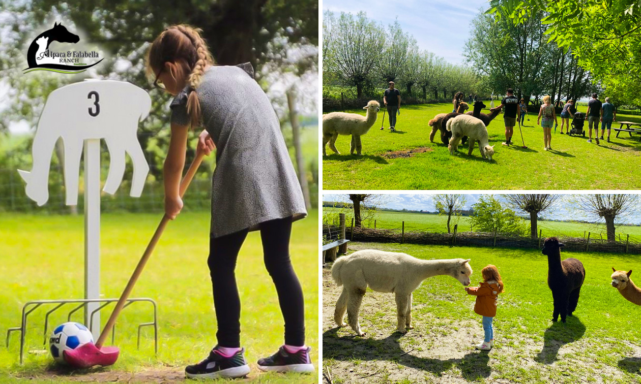 Alpaca-golf of -wandeling + meet & feed