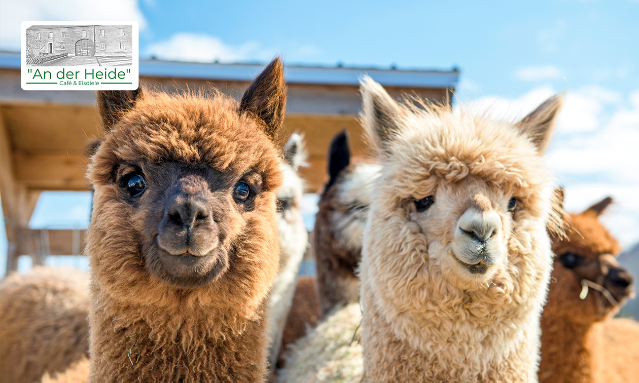 Alpaca meet & greet (90 minuten) + taart + koffie of thee