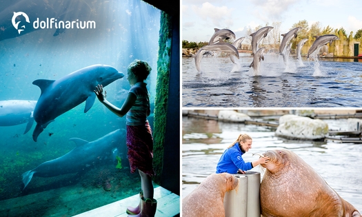 Eintritt ins Dolfinarium