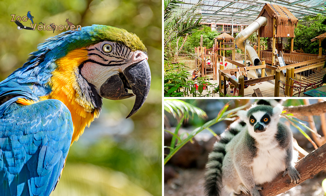 Dagentree Papegaaienpark Zoo Veldhoven