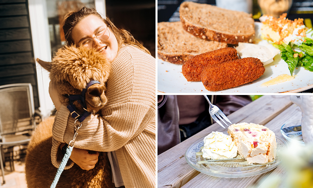 Alpaca Meet & Feed incl. gebak + drankje naar keuze of 12-uurtje bij Wilgenhart